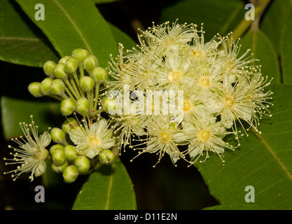 Cluster of  flowers, buds and foliage of Backhousia citriodora - lemon scented myrtle - Australian native tree- Stock Photo