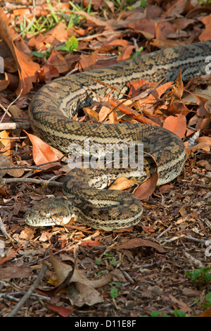 Australian carpet snake, a python, moving across dry brown leaves on forest floor in Queensland Australia Stock Photo