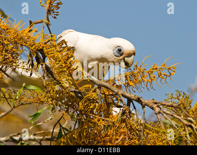 Little corella Cacatua sanguinea, an Australian parrot in the wild feeding on orange flowers of silky oak tree - Grevillea robusta - against blue sky Stock Photo