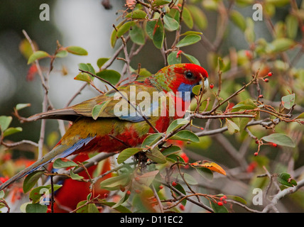 Male crimson rosella Platycercus cledonicus with moulting plumage, Australian parrot in the wild feeding on red berries of shrub in Victoria Australia Stock Photo