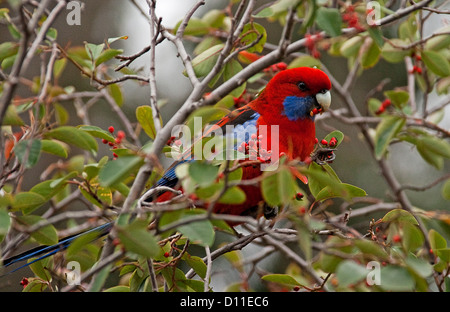 Male crimson rosella, Platycercus cledonicus an Australian parrot species, in the wild feeding on red berries of garden shrub in Victoria Australia Stock Photo