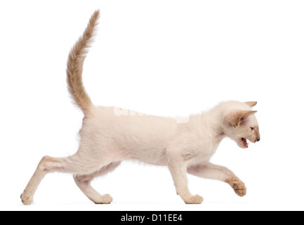 Oriental Shorthair kitten, 9 weeks old, running and meowing against white background