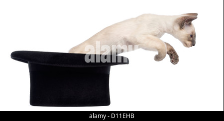 Oriental Shorthair kitten, 9 weeks old, leaping from a top hat against white background Stock Photo