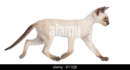 Oriental Shorthair kitten, 9 weeks old, running against white background