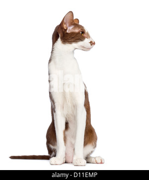 Oriental Shorthair sitting and looking away against white background Stock Photo