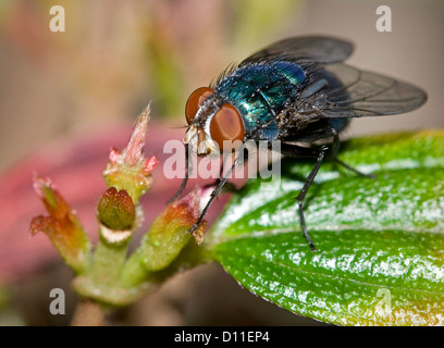 Fly on green leaf - Australian blowfly, Amenia species, macro shot showing huge eyes, wings and metallic blue body of insect Stock Photo