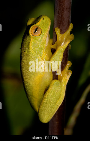 Australian dainty tree frog - Litoria gracilenta - on stem of fern frond in tropical woodland garden Stock Photo