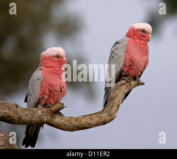 Two galahs  - pink and grey Australian parrots - roosting on a tree branch in the wild in the Australian outback against pale grey sky Stock Photo