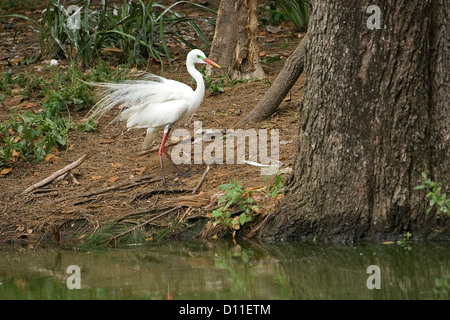 Great egret male - Ardea alba - with lacy white breeding plumage in woodland beside lake Stock Photo