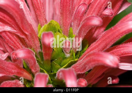 Closeup / macro shot of cluster of bright pink flowers of Justicia carnea - Brazilian plume flower Stock Photo