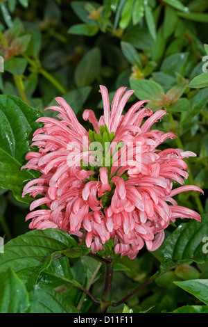 Cluster of bright pink flowers of Justicia carnea - Brazilian plume flower surrounded by emerald green foliage Stock Photo