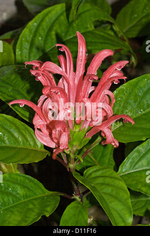 Cluster of bright pink flowers of Justicia carnea - Brazilian plume flower - with emerald foliage Stock Photo