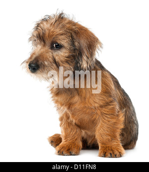 Suspicious looking mixed-breed dog puppy, 3 months old, sitting and looking away against white background Stock Photo