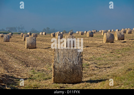 Vast field with numerous round bales of sugar cane mulch after harvest on a sugar cane plantation / farm under blue sky Stock Photo
