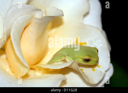 Tiny bright green dainty tree frog Litoria gracilenta on pale yellow petals of a rose against black background Stock Photo