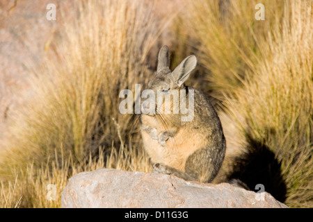 Vizcacha on rocks in Lauca National Park, Chile, South America Stock Photo