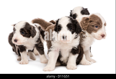 Bearded Collie puppies, 6 weeks old, sitting against white background Stock Photo