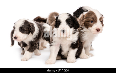 Bearded Collie puppies, 6 weeks old, sitting against white background Stock Photo