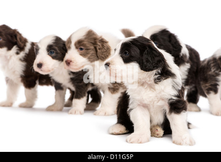 Bearded Collie puppies, 6 weeks old, sitting, standing and looking away with focus on  foreground against white background Stock Photo