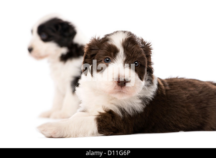 Bearded Collie puppies, 6 weeks old, sitting and lying against white background Stock Photo