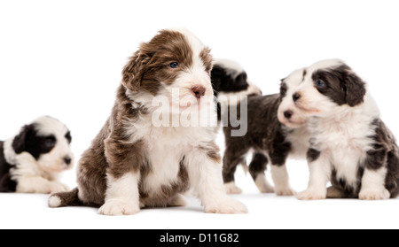 Bearded Collie puppies (6 weeks old) sitting, lying and standing with focus on  foreground against white background Stock Photo