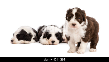 Bearded Collie puppy, 6 weeks old, standing while others sleep against white background Stock Photo