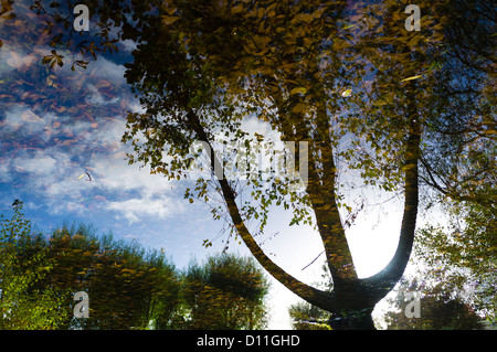 An inverted image of Autumn leaves reflected in pools of water, Plascrug park Aberystwyth, Wales UK Stock Photo