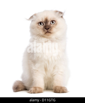 Highland fold kitten sitting against white background Stock Photo