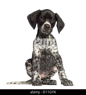 German Shorthaired Pointer, 10 weeks old, against white background Stock Photo