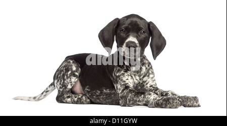 German Shorthaired Pointer, 10 weeks old, lying against white background Stock Photo