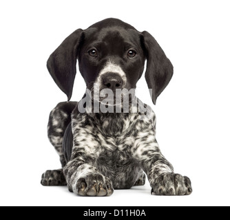 German Shorthaired Pointer, 10 weeks old, lying against white background Stock Photo