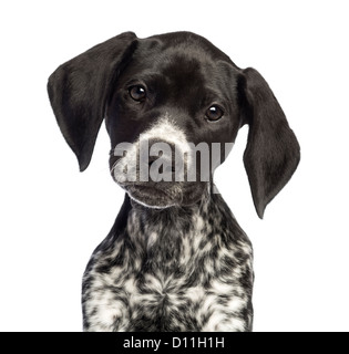 German Shorthaired Pointer, 10 weeks old, close up against white background Stock Photo