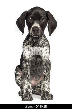 German Shorthaired Pointer, 10 weeks old, against white background Stock Photo