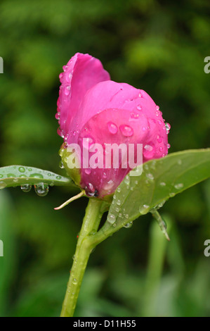 Germany, Bavaria, Close up of peony with dewdrops Stock Photo