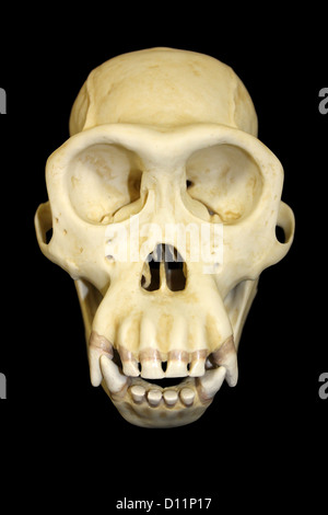 Front View Of Male Chimpanzee Skull Pan troglodytes Stock Photo
