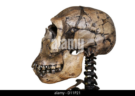Side View Of Homo ergaster Skull Nariokotome Boy Stock Photo