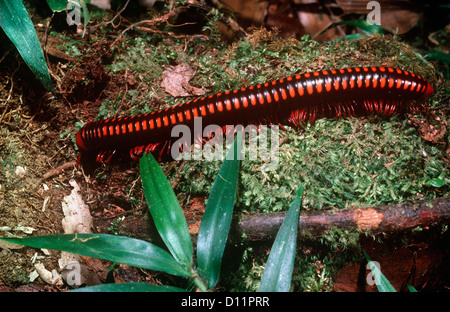 Warningly coloured giant millipede (Spirostreptus sp.) showing how the legs move in waves as it walks Madagascar Stock Photo