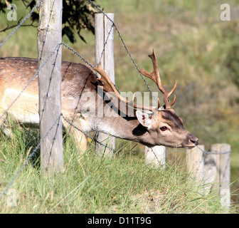 Fallow deer stag (dama dama) crossing a barbed wire fence, head first Stock Photo