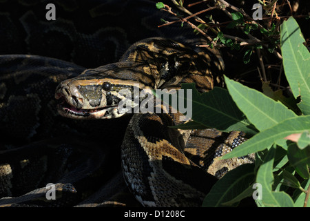 african rock python python sebae largest stock photo... African rock python Python sebae, Pythonidae, Pokot tribe land Stock ...