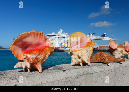 Draying Queen conch shell on the wall in Nassau Stock Photo