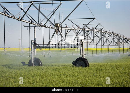 Large irrigation system spraying in a green wheat field with a flowering canola field in the background south of calgary;Alberta Stock Photo