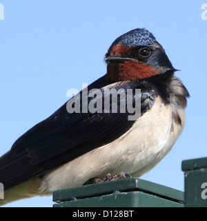 Extremely detailed close-up of a barn swallow posing on a perch Stock Photo