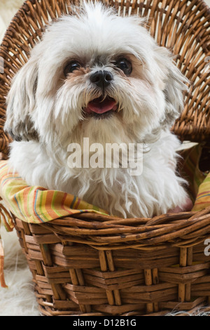 a portrait of a Lhasa Apso sitting in a basket Stock Photo