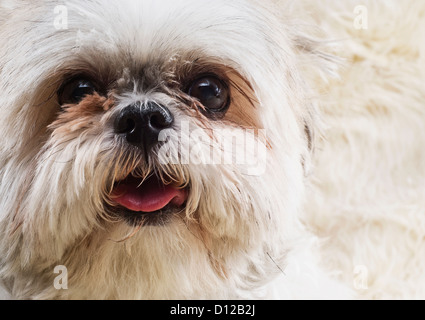 a close-up of a lhasa apso Stock Photo
