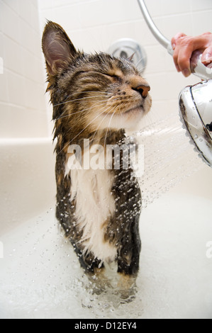 Cat enjoying a hot bath and shower Stock Photo