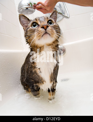 Cat enjoying a hot bath and shower Stock Photo