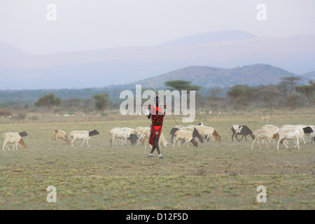 Masai shepherd with herd, Arusha region, Tanzania, Africa Stock Photo