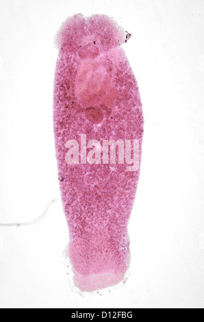 science aquaculture fish parasite Benedenia seriolae worm micrograph Stock Photo