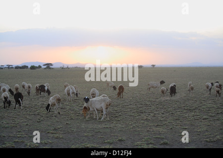 Masai shepherd with herd, Arusha region, Tanzania, Africa Stock Photo