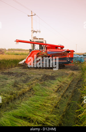 Harvester on the rice field at dusk. Stock Photo